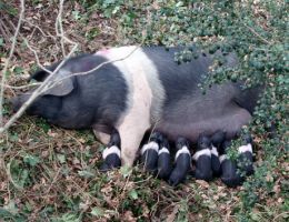 Immagine 3 di PROSCIUTTO CRUDO DI CINTA SENESE STAGIONATO 24 MESI STATO SEMIBRADO