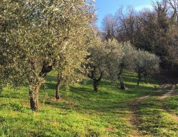 Immagine 3 di OLIO EXTRAVERGINE DI OLIVA CULTIVAR RAVECE QUALITA' SUPERIORE