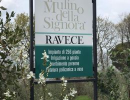Immagine 5 di OLIO EXTRAVERGINE DI OLIVA CULTIVAR RAVECE QUALITA' SUPERIORE