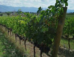 Immagine 4 di MONTEFALCO ROSSO D.O.C.