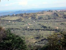 Immagine 3 di OLIO EXTRAVERGINE DI OLIVA D.O.P. MOLISE CULTIVAR OLIVA NERA DI COLLETORTO DI CATEGORIA SUPERIORE PASSOCUPO