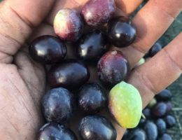 Immagine 5 di OLIO EXTRAVERGINE DI OLIVA D.O.P. MOLISE CULTIVAR OLIVA NERA DI COLLETORTO DI CATEGORIA SUPERIORE PASSOCUPO