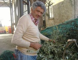 Immagine 2 di OLIO EXTRAVERGINE DI OLIVA  D.O.P. PENISOLA SORRENTINA DI CATEGORIA SUPERIORE