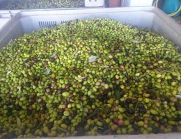 Immagine 3 di OLIO EXTRAVERGINE DI OLIVA  D.O.P. PENISOLA SORRENTINA DI CATEGORIA SUPERIORE