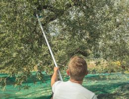 Immagine 2 di OLIO EXTRAVERGINE DI OLIVA D.O.P. MOLISE BLEND GRAN CRU DI CATEGORIA SUPERIORE