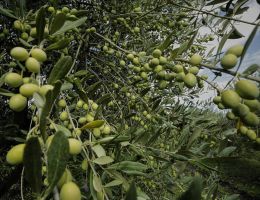 Immagine 4 di OLIO EXTRAVERGINE DI OLIVA D.O.P. MOLISE BLEND GRAN CRU DI CATEGORIA SUPERIORE