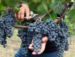 Immagine 3 di I.G.T. UMBRIA ROSSO RUBINO DELLA PALAZZOLA