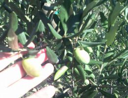 Immagine 3 di OLIO EXTRAVERGINE DI OLIVA BIO ECLA CULTIVAR MARINESE CATEGORIA SUPERIORE