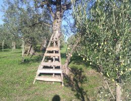 Immagine 4 di OLIO EXTRAVERGINE DI OLIVA BIO ECLA CULTIVAR MARINESE CATEGORIA SUPERIORE