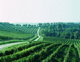 Immagine 4 di SELEZIONE DEL FONDATORE UMBRIA ROSSO I.G.T.