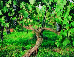 Immagine 5 di SELEZIONE DEL FONDATORE UMBRIA ROSSO I.G.T.