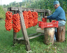 Immagine 1 di POMODORINO ROSSO DEL PIENNOLO DEL VESUVIO D.O.P.