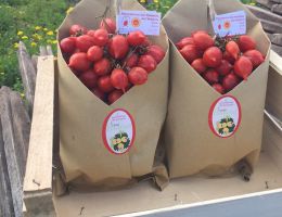 Immagine 2 di POMODORINO ROSSO DEL PIENNOLO DEL VESUVIO D.O.P.