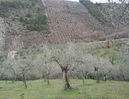 Immagine 5 di OLIO EXTRAVERGINE DI OLIVA D.O.P. UMBRIA CULTIVAR MURAIOLO ANTICO FRANTOIO DEI CARDARELLI DI CATEGORIA SUPERIORE