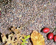 Immagine 1 di LENTICCHIA DI CAPRACOTTA