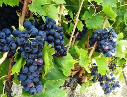 Immagine 2 di D.O.P. TINTILIA DEL MOLISE 66 LINEA CLASSIC CLAUDIO CIPRESSI VIGNAIOLO