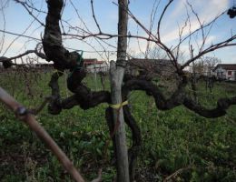 Immagine 4 di TAURASI D.O.C.G. POLIPHEMO