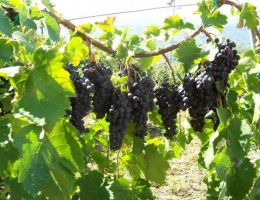 Immagine 5 di TAURASI D.O.C.G. POLIPHEMO