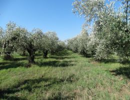 Immagine 2 di OLIO EXTRAVERGINE DI OLIVA BLEND DI CATEGORIA SUPERIORE TERRE AURUNCHE D.O.P.