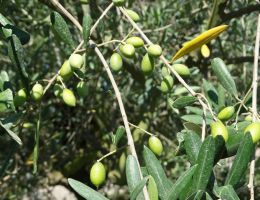 Immagine 3 di OLIO EXTRAVERGINE DI OLIVA BLEND DI CATEGORIA SUPERIORE TERRE AURUNCHE D.O.P.