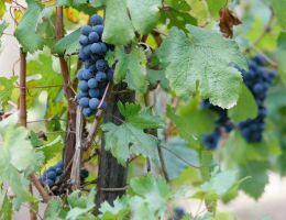 Immagine 2 di CAMPI FLEGREI PIEDIROSSO D.O.C. VIGNA MADRE