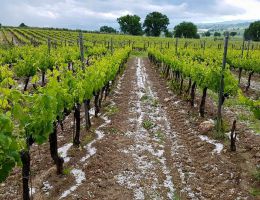 Immagine 5 di SAGRANTINO DI MONTEFALCO D.O.C.G.