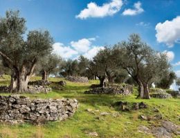 Immagine 3 di OLIO EXTRAVERGINE D’OLIVA CULTIVAR DOLCE AGOGIA DI CATEGORIA SUPERIORE