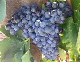 Immagine 3 di BRECCIARO CILIEGIOLO DI NARNI I.G.T.