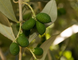 Immagine 2 di OLIO EXTRAVERGINE DI OLIVA CULTIVAR RAVECE QUALITA' SUPERIORE