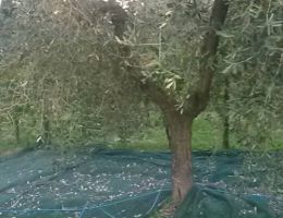 Immagine 3 di OLIO EXTRA VERGINE DI OLIVA COLLINE DEL SANNIO BENEVENTANO ALTA QUALITA'