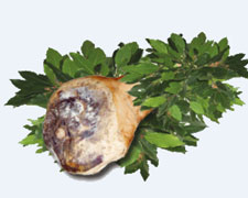 Immagine 1 di PROSCIUTTO CRUDO DI AGEROLA