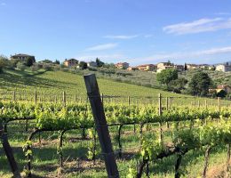 Immagine 2 di SAGRANTINO DI MONTEFALCO D.O.C.G. CANTINA FRATELLI PARDI