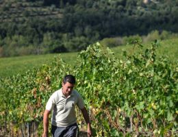 Immagine 5 di 1883 PINOT NERO UMBRIA I.G.P.