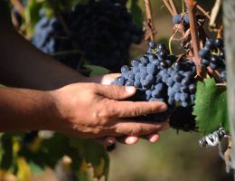 Immagine 2 di 1883 PINOT NERO UMBRIA I.G.P.