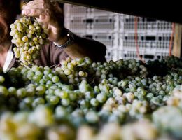 Immagine 3 di SANNIO CODA DI VOLPE D.O.C.