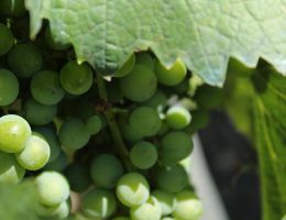 Immagine 2 di LACRYMA CHRISTI DEL VESUVIO BIANCO D.O.P. CRATERE BIANCO