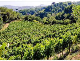 Immagine 3 di LACRYMA CHRISTI DEL VESUVIO BIANCO D.O.P. CRATERE BIANCO