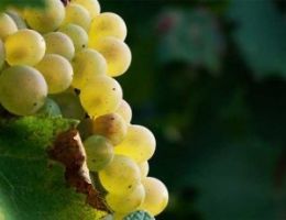 Immagine 3 di ETNA  CARRICANTE BIANCO SUPERIORE D.O.C.