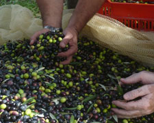 Immagine 1 di OLIO EXTRAVERGINE DI OLIVA CULTIVAR RAGGIOLA MONTE CORBELLO DI CATEGORIA SUPERIORE