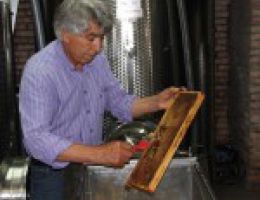 Immagine 2 di MIELE DI AGRUMI ISOLA D' ISCHIA