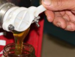 Immagine 3 di MIELE DI AGRUMI ISOLA D' ISCHIA