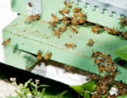 Immagine 4 di MIELE DI AGRUMI ISOLA D' ISCHIA