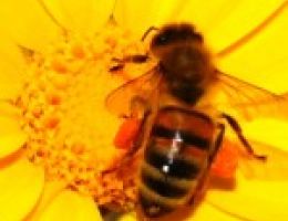 Immagine 5 di MIELE DI AGRUMI ISOLA D' ISCHIA