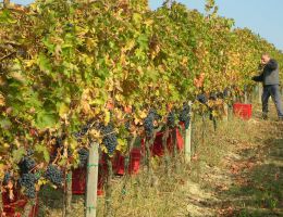 Immagine 3 di CONERO D.O.C.G. RISERVA DECEBALO