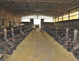 Immagine 3 di MOZZARELLA DI BUFALA CASEIFICIO FACCHI