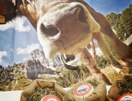 Immagine 3 di TRENTINGRANA D.O.P. CASEIFIICIO PRESANELLA DI MEZZANA