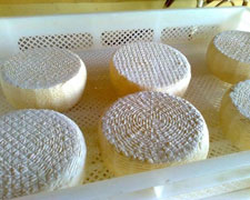 Immagine 2 di CACIORICOTTA DI CAPRA CILENTANA