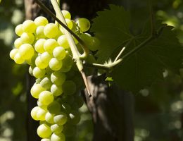 Immagine 2 di CAPRI BIANCO D.O.C. SCALA FENICIA