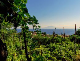 Immagine 3 di CAPRI BIANCO D.O.C. SCALA FENICIA