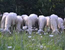 Immagine 3 di TUMA DI PECORA DELLE LANGHE CASEIFICIO  PASCOLI DI AMALTEA